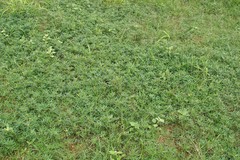 Stylosanthes guianensis